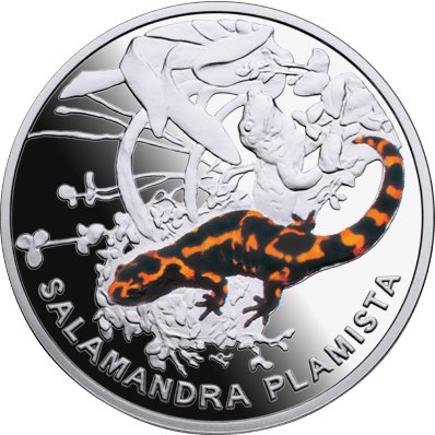 Kolekcja Symbole Przyrody - Salamandra plamista